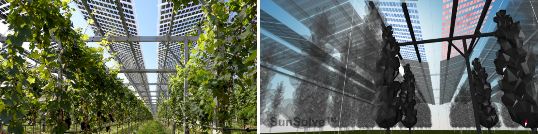 Figure 1: (left) Actual and (right) simulated view of a bifacial waves AgriPV system with semitransparent modules.